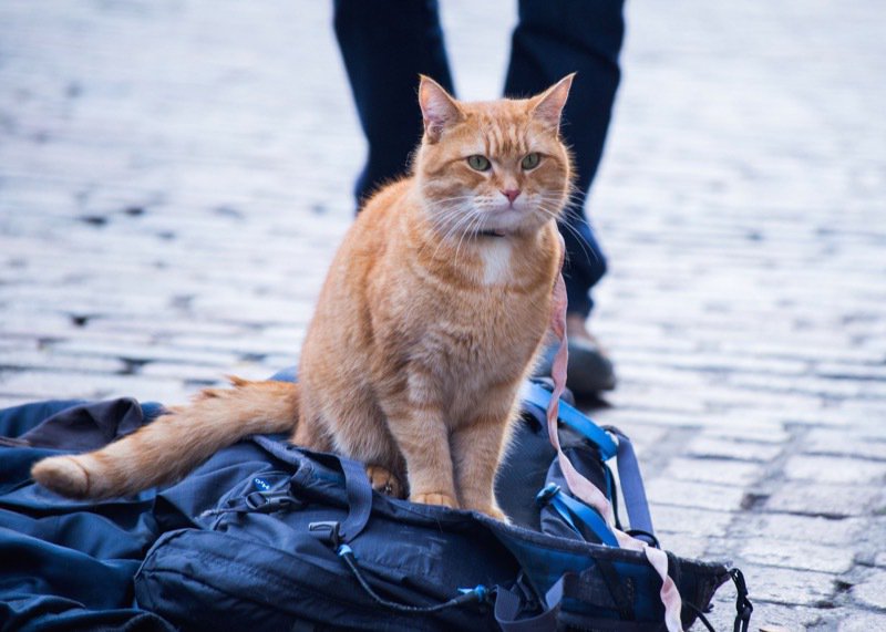 A Street Cat Named Bob - still